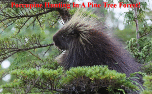 Porcupine Hunting
