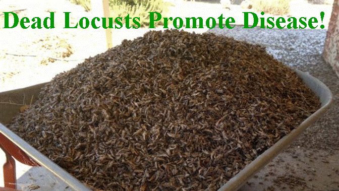 Dead Locusts Promotes Plagues
